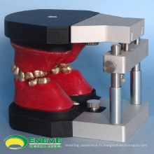 DENTAL06 (12565) Dents orthodontiques dentaires Typodont Models